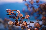 Spring, flowers, plants, background