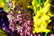 Spring, flowers, plants, background