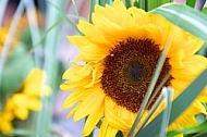 Spring, flowers, plants, background