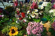 Spring, flowers, plants, background