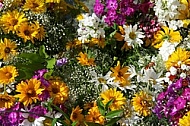 Spring, flowers, plants, background