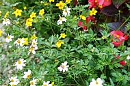 Spring, flowers, plants, background