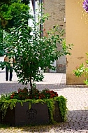 Spring, flowers, plants, background