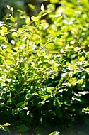 Spring, flowers, plants, background