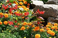 Spring, flowers, plants, background