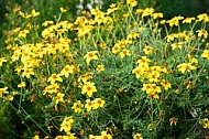 Spring, flowers, plants, background