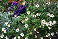 Spring, flowers, plants, background