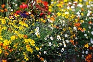 Spring, flowers, plants, background