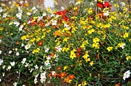 Spring, flowers, plants, background