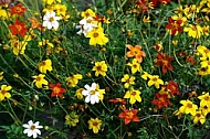 Spring, flowers, plants, background