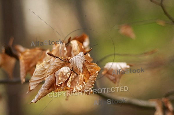 Spring, flowers, plants, background