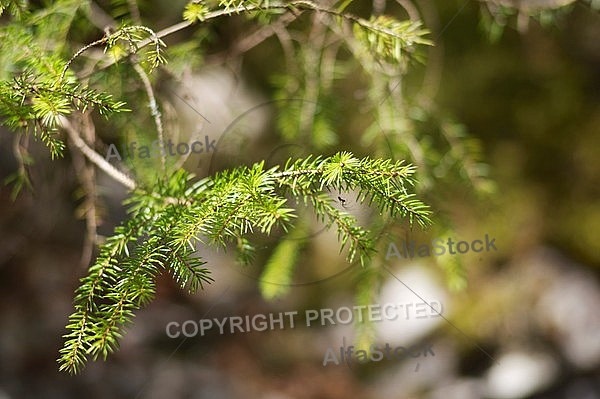 Spring, flowers, plants, background