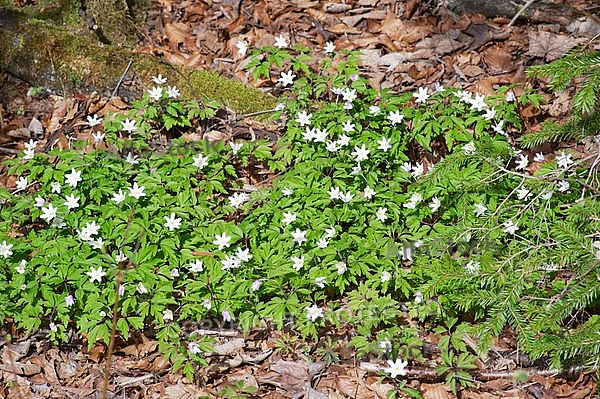 Spring, flowers, plants, background