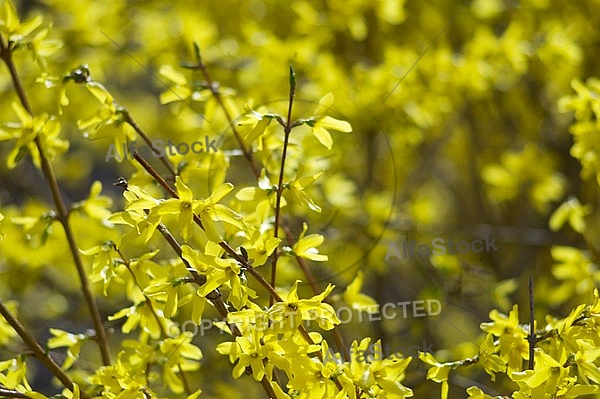 Spring, flowers, plants, background