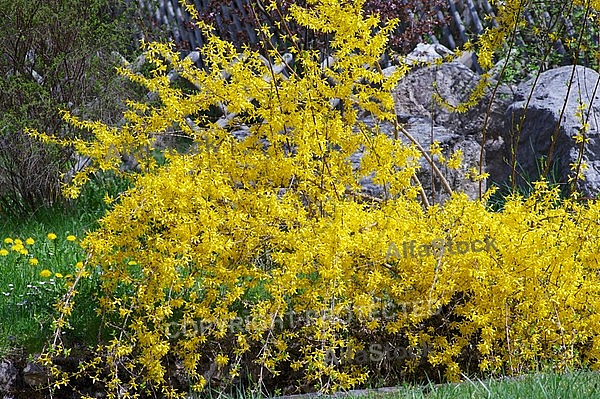 Spring, flowers, plants, background