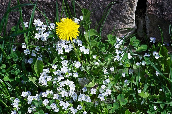 Spring, flowers, plants, background