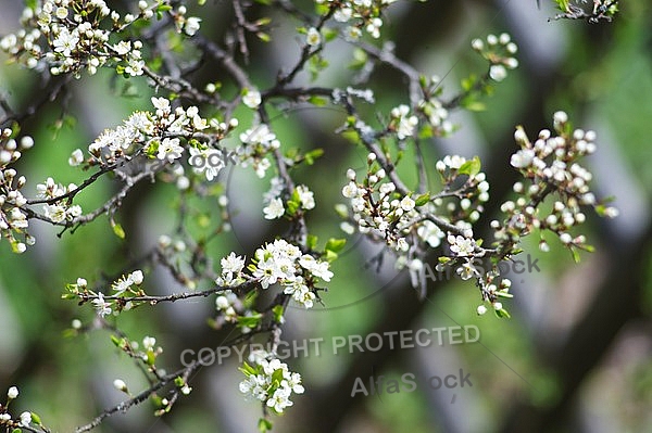 Spring, flowers, plants, background