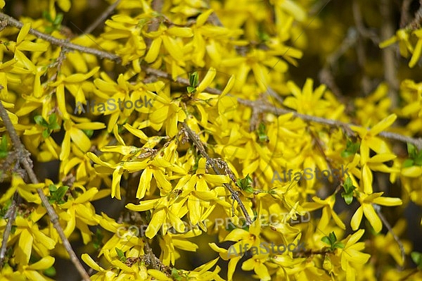 Spring, flowers, plants, background