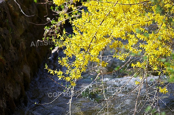 Spring, flowers, plants, background