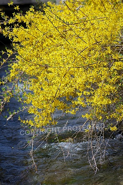 Spring, flowers, plants, background