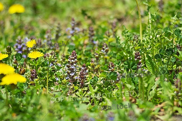 Spring, flowers, plants, background