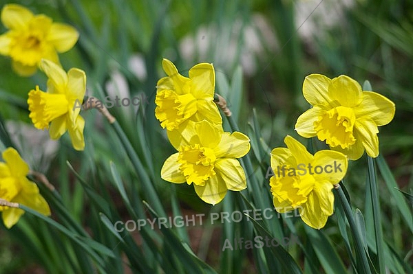 Spring, flowers, plants, background