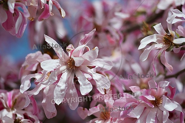 Spring, flowers, plants, background