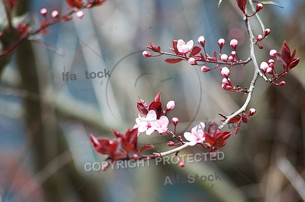 Spring, flowers, plants, background