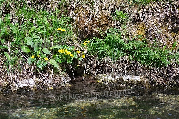 Spring, flowers, plants, background