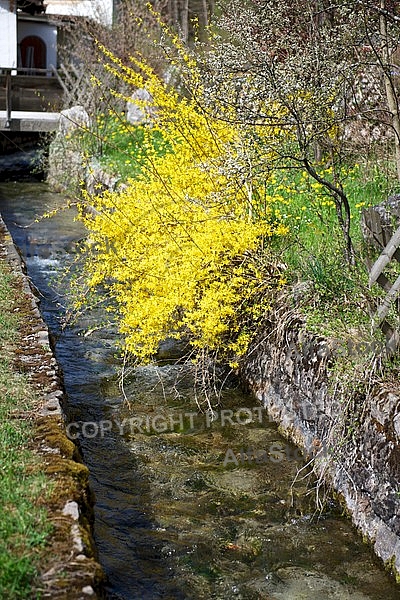 Spring, flowers, plants, background