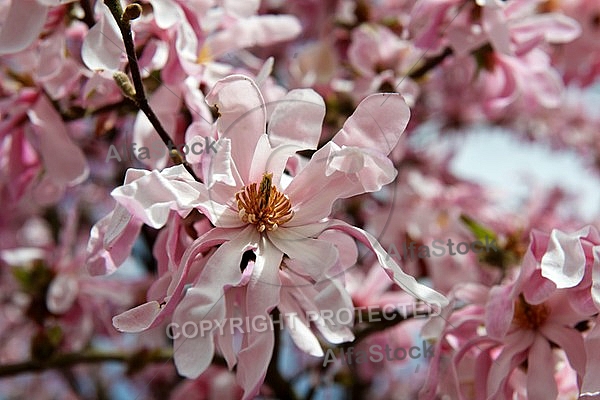 Spring, flowers, plants, background