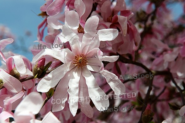 Spring, flowers, plants, background