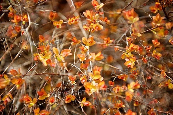 Spring, flowers, plants, background