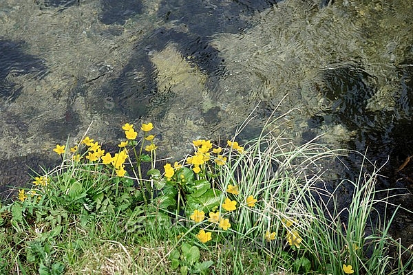 Spring, flowers, plants, background