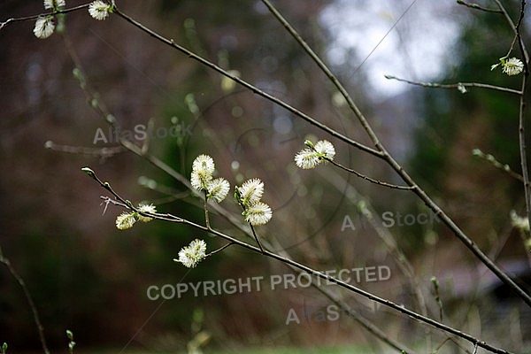 Spring, flowers, plants, background