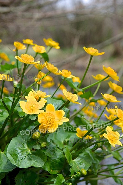 Spring, flowers, plants, background