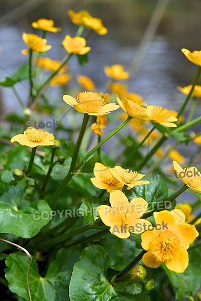 Spring, flowers, plants, background