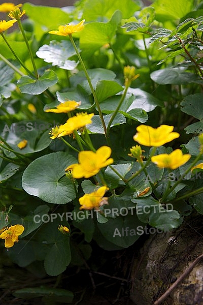 Spring, flowers, plants, background