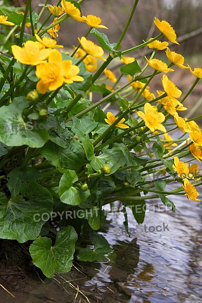 Spring, flowers, plants, background