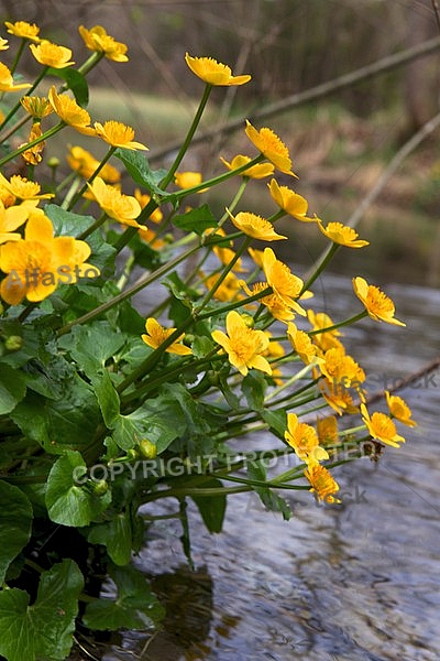 Spring, flowers, plants, background