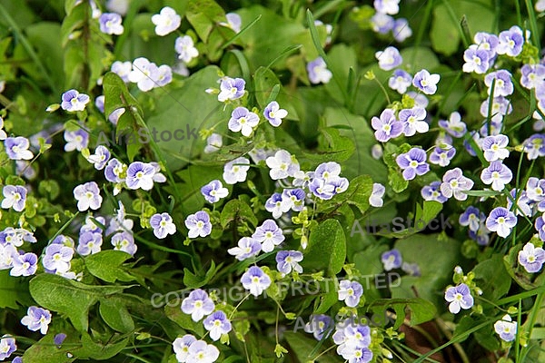 Spring, flowers, plants, background