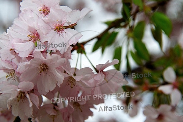 Spring, flowers, plants, background