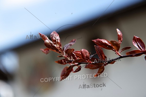 Spring, flowers, plants, background