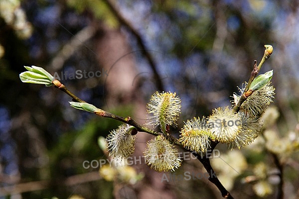 Spring, flowers, plants, background