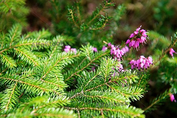 Spring, flowers, plants, background