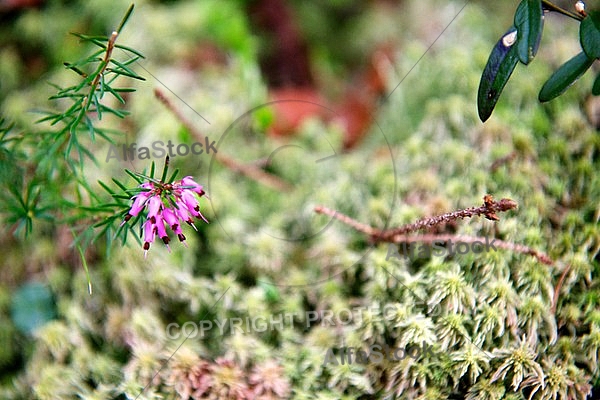 Spring, flowers, plants, background