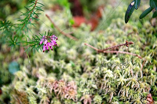 Spring, flowers, plants, background