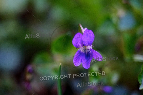 Spring, flowers, plants, background