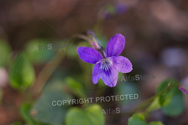 Spring, flowers, plants, background