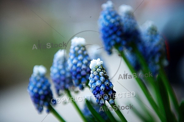 Spring, flowers, plants, background